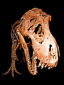Tyrannosaurus rex, Fossil