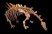 Stegosaurus, Fossil