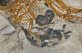 Feathered Caudipteryx Fossil