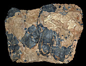 Fossil Dinosaur Nest