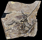 Bird-like Dinosaur Fossil