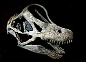 Brachiosaurus Skull Fossil