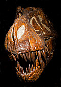 Tyrannosaurus Rex Skull Fossil