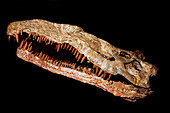 Phytosaur Skull
