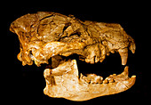 Bear Dog Skull