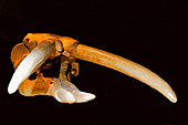 Shovel Tusked Gomphothere Skull