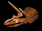 Triceratops Skull Fossil