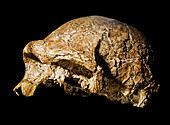 Homo Erectus Ergaster Skull