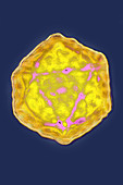 Hepatitus A virus, TEM