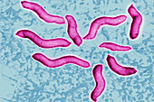 Helicobacter pylori bacterium, LM