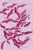 Campylobacter sp. bacteria, LM