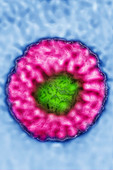 Rotavirus