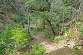 Florida Sinkhole