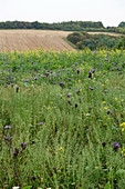 Wildflower field next to farm field