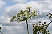 Hogweed flowerhead