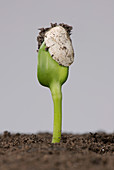 Sunflower seed germinating, 1 of 5