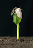 Sunflower seed germinating, 2 of 6