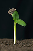 Sunflower seed germinating, 4 of 6