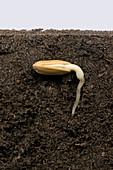 Sunflower germination, 2 of 5