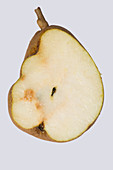 Pear stony pit virus