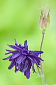 Columbine Flower