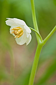 Mayapple Flower