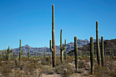 Saguaro cacti, Arizona, USA
