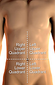 Abdominopelvic Quadrants, labelled