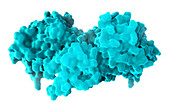 B-Raf Protein, Molecular Model