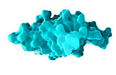 Programmed Cell Death Protein 1