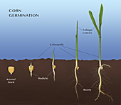 Corn Seed Germination, Illustration