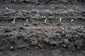 Corn Seedlings