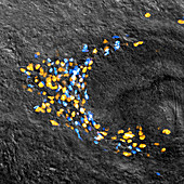 Planarian Stem Cell Colony