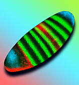 Gene Expression in Drosophila Embryo