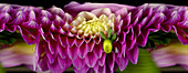 Slit-Scan Image of Dahlia Flower