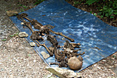 Body Farm, Excavated Human Remains, 2009