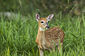 White-Tailed Deer