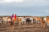 Cattle Herd, Maasai Mara, Kenya