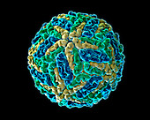 Dengue Virus, Molecular Model