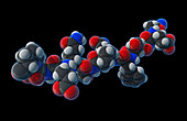 Gluten Peptide, molecular model