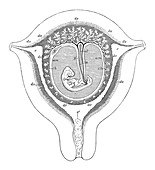Human Foetus, 7th or 8th Week