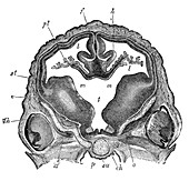 Brain of Sheep Embryo, Transverse Section
