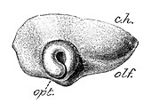 Human Embryo, Optic Vesicle Folded and Cupped