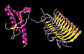 Prion Isoforms