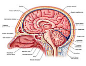 Midsagittal Brain, Illustration