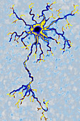 Neuron