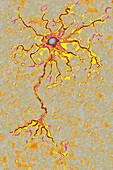 Neuron