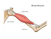 Bicep Muscle, Illustration