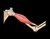 Bicep Muscle, Illustration