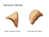 Adrenal Glands, Illustration